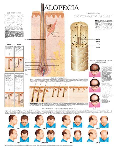 new research about hair growth